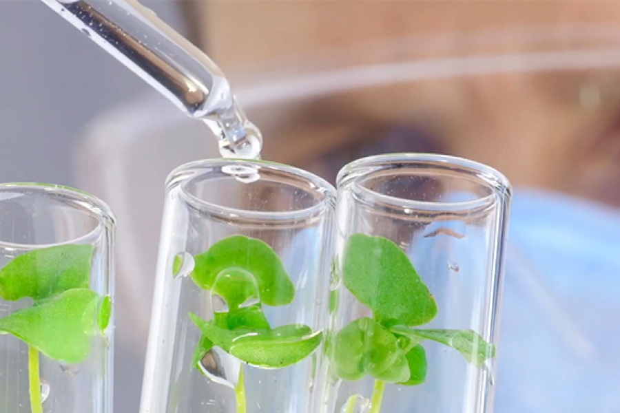 How CJ CheilJedang Is Leading Biotechnology