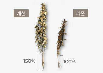 콩 개선 품종/기존 품종 비교이미지