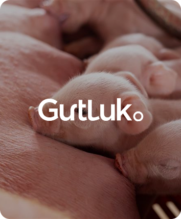 GutLuk